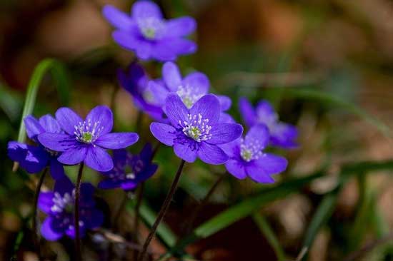 Anemone Hepatica - Flowers That Start With H