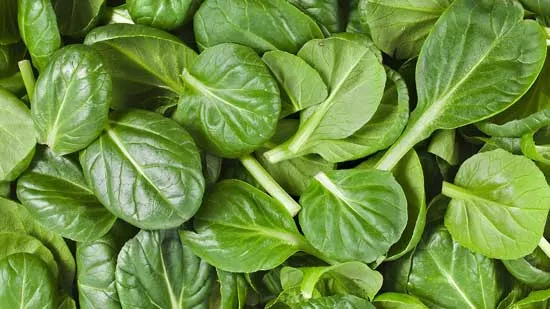 Baby Spoon Spinach - Types of Spinach