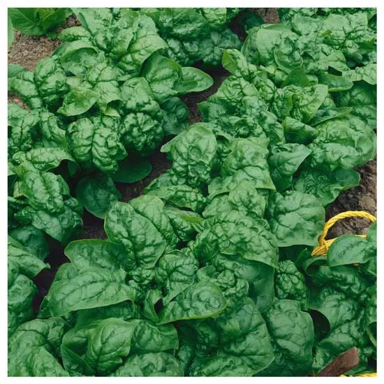 Bloomsdale Spinach - Types of Spinach