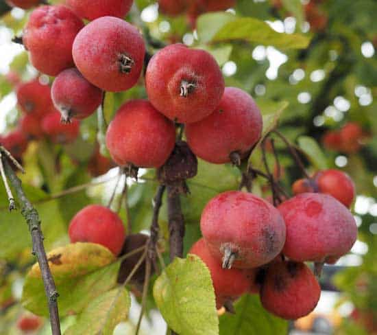 Can You Eat Crab Apples 2