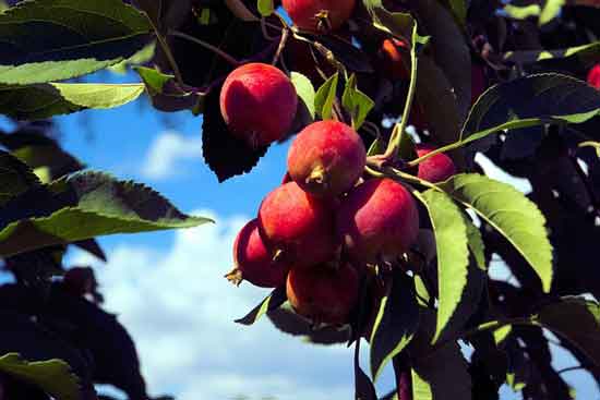 Can You Eat Crab Apples