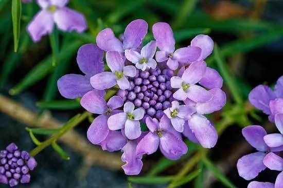 Candytuft Iberis Sempervirens - Flowers That Start With I