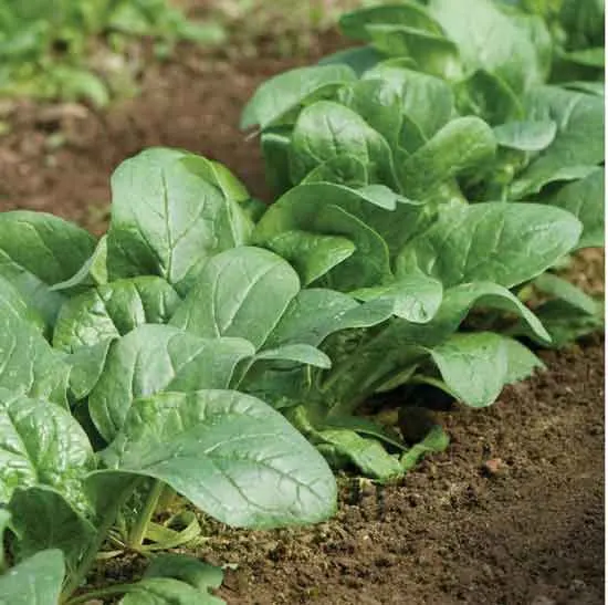 Carmel Spinach - Types of Spinach