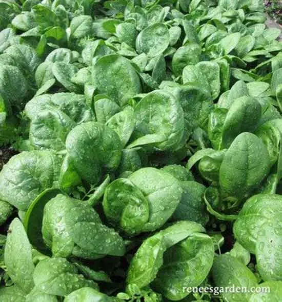 Catalina Spinach - Types of Spinach