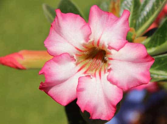 Desert Rose Adenium Obesum - Flowers That Start With D