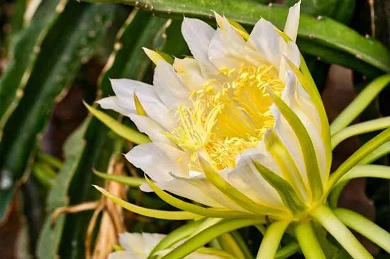 Dragon Fruit Plant Flowers - Flowers That Start With D