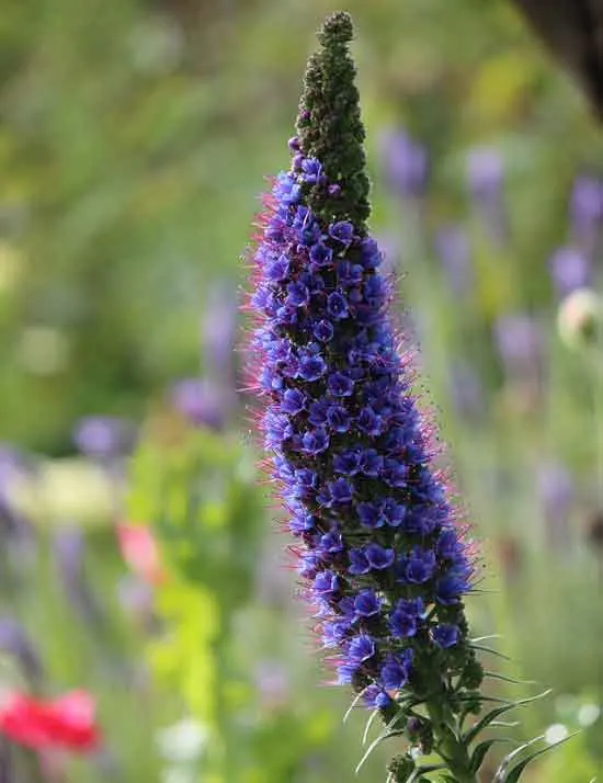 Echium Vulgare Echium Vulgare - Flowers That Start With E