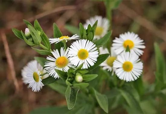 Erigeron Karvinskianus Erigeron Karvinskianus - Flowers That Start With E