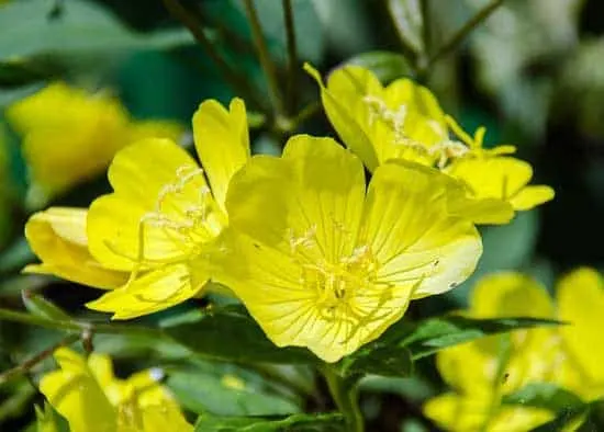 Evening Primrose Oenothera - Flowers That Start With E