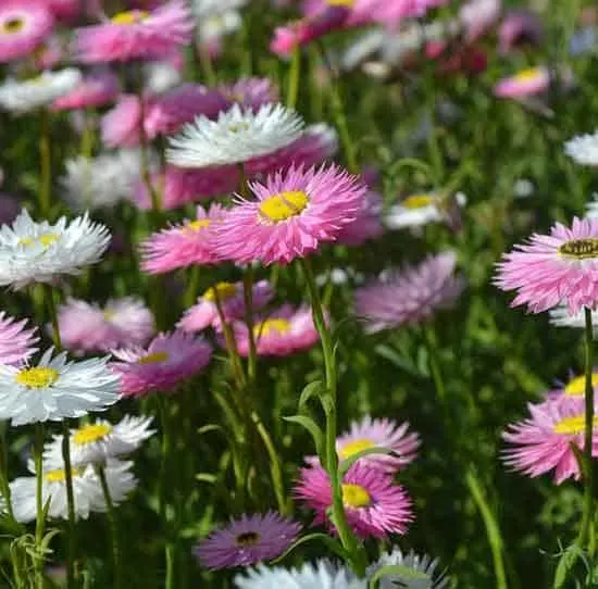 Everlasting Daisy Strawflower - Flowers That Start With E