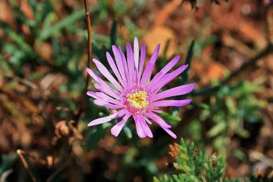 Fig Marigold Lampranthus Spectabilis - Flowers That Start With F