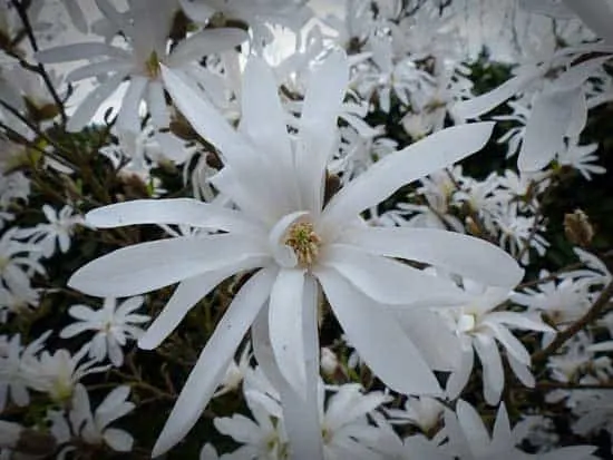 Flannel Flower Actinotus Helianthi - Flowers That Start With F