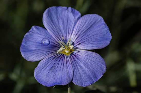 Flax Flower Linum Lewisi - Flowers That Start With F