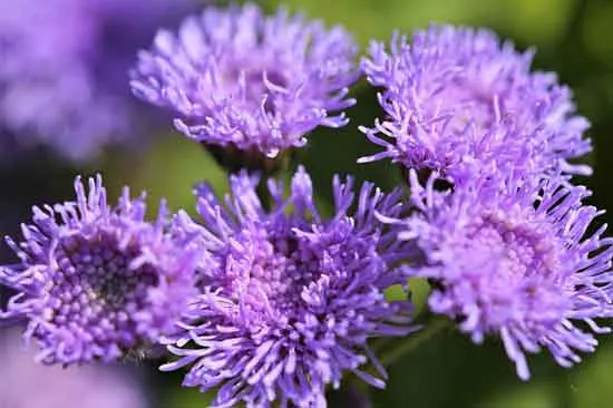 Floss Flower Ageratum Houstonianum Floss Flower Ageratum Houstonianum - Flowers That Start With F