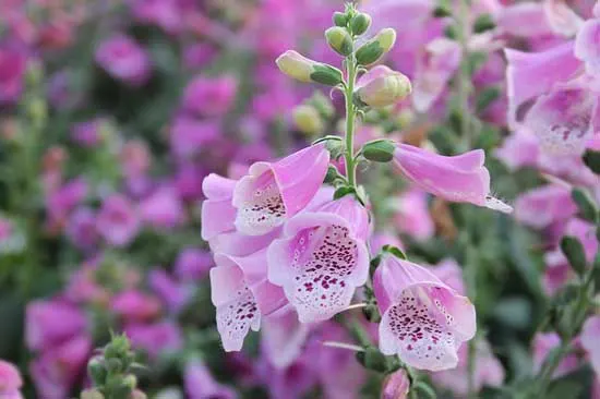 Foxglove Digitalis Purpurea - Flowers That Start With F