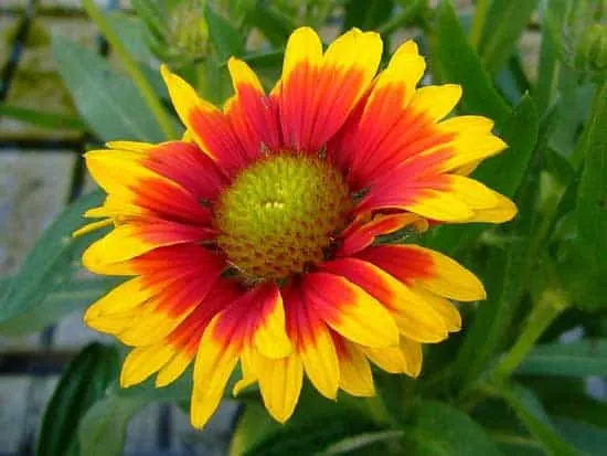 Gaillardia Blanket Flower - Flowers That Start With G