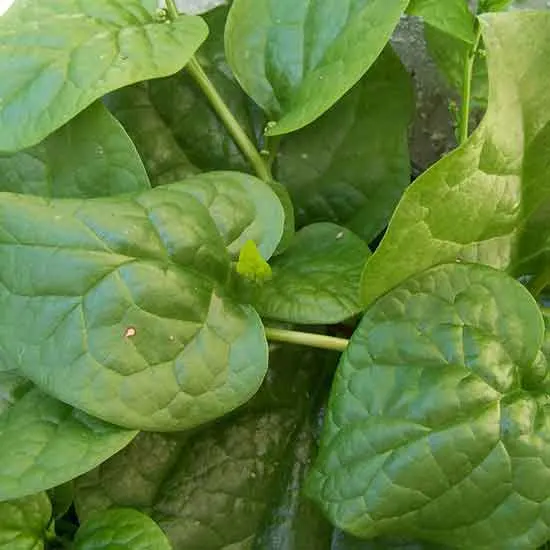 Giant Noble Spinach - Types of Spinach