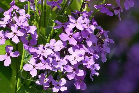 Gillyflower Matthiola Incana - Flowers That Start With G