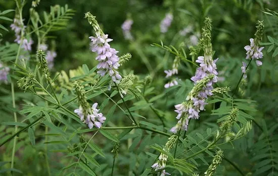 Goat Rue Galega Officinalis Goat Rue Galega Officinalis - Flowers That Start With G