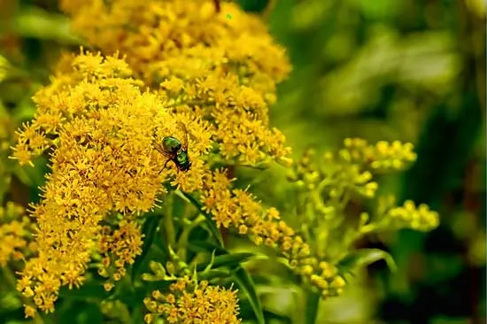 Goldenrod Solidago Goldenrod Solidago - Flowers That Start With G