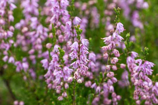 Heath Erica - Flowers That Start With H