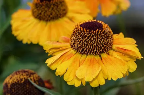 Helenium Autumnale - Flowers That Start With H
