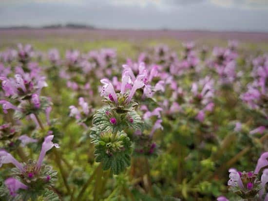 Henbit A Plant or A Weed Henbit A Plant or A Weed