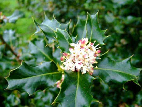 Holly Flower - Flowers That Start With H