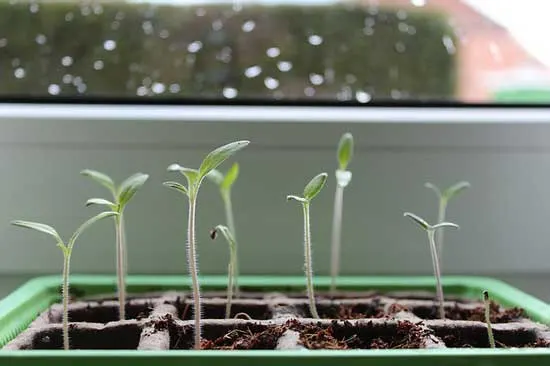 How Long Does It Take for Seeds to Sprout 2