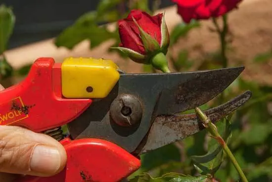 How to Cut Back Overgrown Rose Bushes 2 How to Cut Back Overgrown Rose Bushes 2