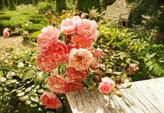 How to Cut Back Overgrown Rose Bushes