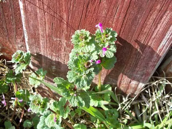 How to Get Rid of Henbit 1