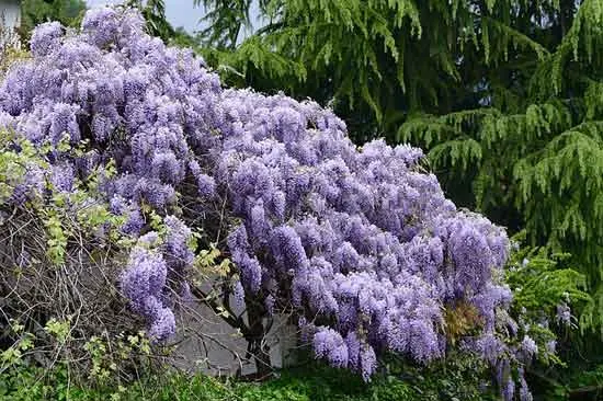 How to Kill Wisteria