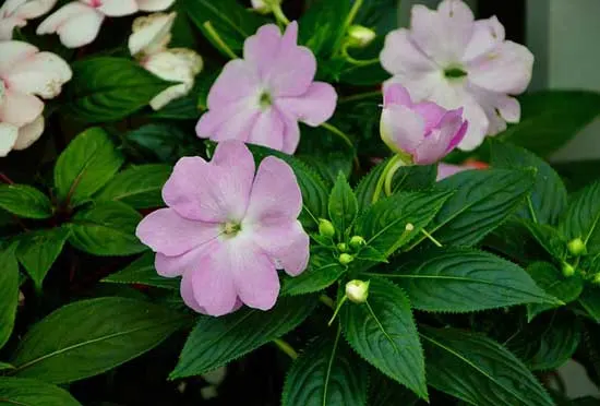 Impatiens Walleriana Busy Lizzie Impatiens Walleriana Busy Lizzie - Flowers That Start With I