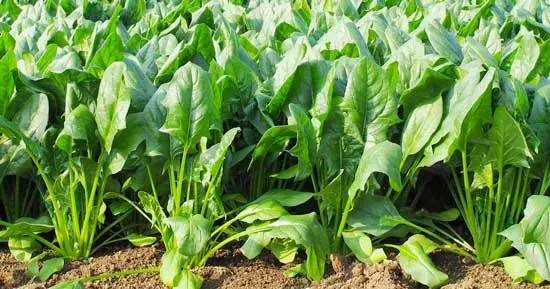 Indian Summer Spinach - Types of Spinach