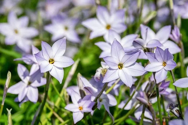 Ipheion Uniflorum Starflower 2 Ipheion Uniflorum Starflower - Flowers That Start With I