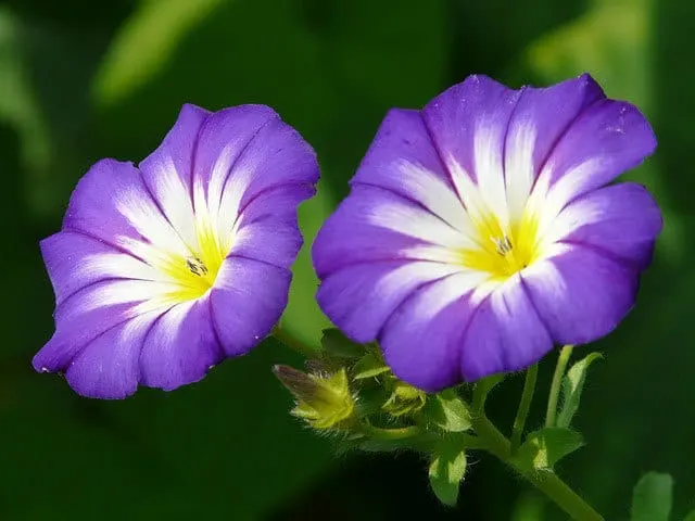 Ipomea Tricolor Morning Glory - Flowers That Start With I