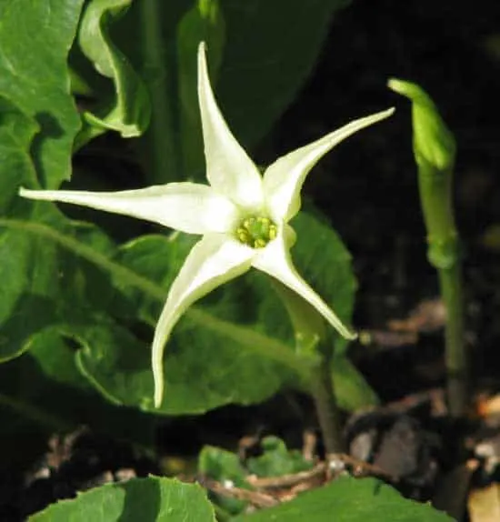 Jaborosa Juss Jaborosa Juss - Flowers That Start With J