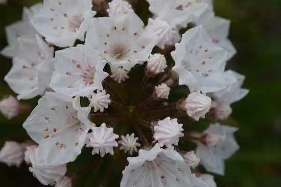 Kalmia Latifolia Mountain Laurel - Flowers That Start With K