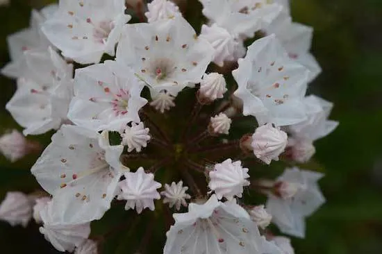 Kalmia Latifolia Mountain Laurel Kalmia Latifolia Mountain Laurel - Flowers That Start With K
