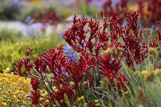 Kangaroo Paw Anigozanthos Manglesii - Flowers That Start With K