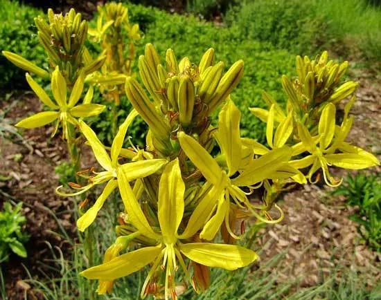 King Spear Asphodeline Lutea King Spear Asphodeline Lutea - Flowers That Start With K