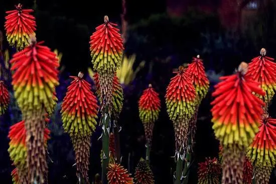 Kniphofia Uvaria Red Hot Poker Kniphofia Uvaria Red Hot Poker - Flowers That Start With K
