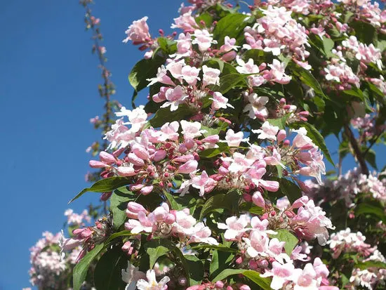 Kolkwitzia Amabilis Beauty Bush Kolkwitzia Amabilis Beauty Bush - Flowers That Start With K