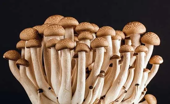 Mushroom Vegatarian - How Long Do Mushrooms Last