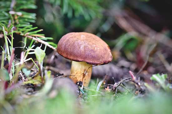 Mushroom brown cap - How Long Do Mushrooms Last