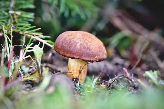 Mushroom brown cap - How Long Do Mushrooms Last