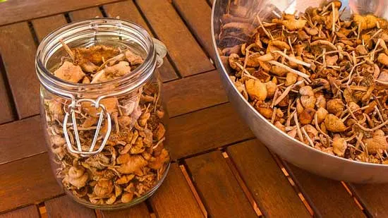 Mushrooms canned - How Long Do Mushrooms Last