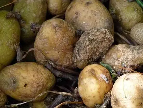 Potatoes god bad Potatoes god bad - How Long Do Potatoes Last