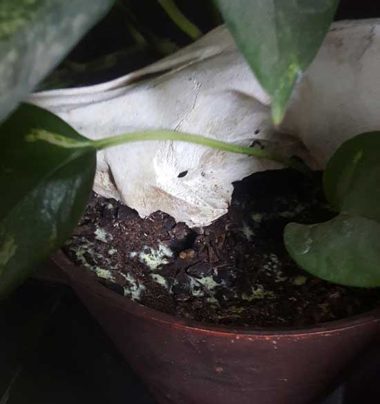 Pothos Fungal Infection - Why My Pothos Leaves Are Turning Yellow